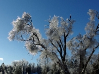 38149CrLe - Paulyn Park after the Ice Storm.JPG